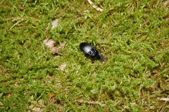 Abax parallelepipedus