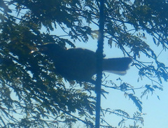 Stomiopera unicolor