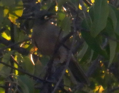 Stomiopera unicolor