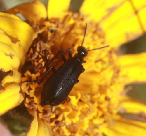 Meloidae