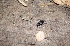 Abax parallelepipedus