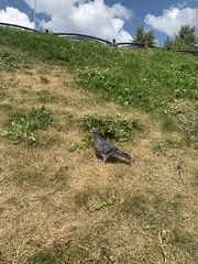 Columba livia domestica