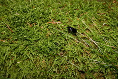 Abax parallelepipedus