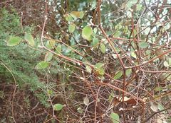 Olearia fragrantissima