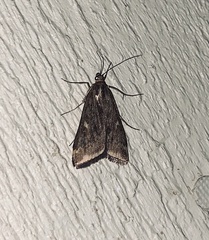 Loxostege sticticalis