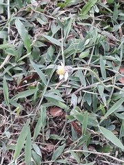 Tridax procumbens