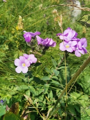 Linum hypericifolium