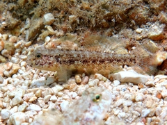 Gobius couchi