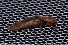 Stenagostus rhombeus