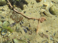 Baseodiscus delineatus