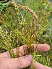 Poa caucasica