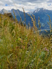 Poa caucasica