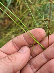Poa caucasica