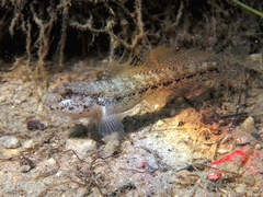 Gobius couchi