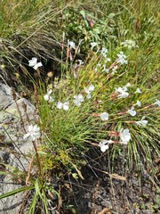 Dianthus cretaceus