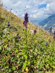 Asyneuma campanuloides