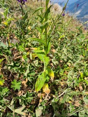 Asyneuma campanuloides