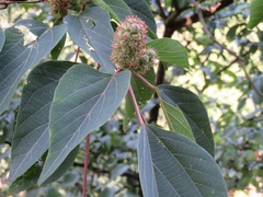 Mallotus japonicus