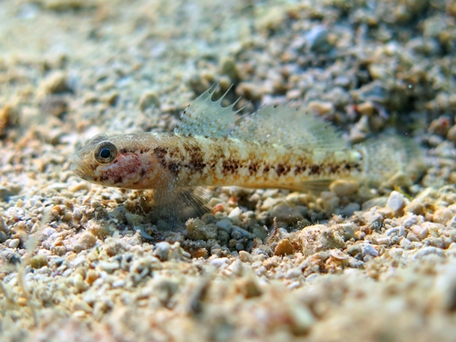 Couch's goby