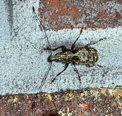 Meconemus infuscatus