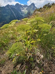 Heracleum leskovii