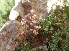 Paronychia polygonifolia