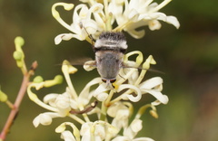 Meomyia