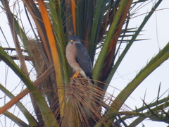 Accipiter badius