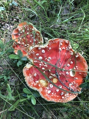 Amanita muscaria muscaria