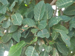 Ficus