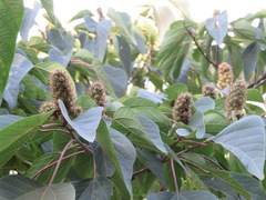 Mallotus japonicus