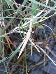 Acrida cinerea