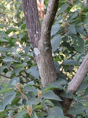 Mallotus japonicus
