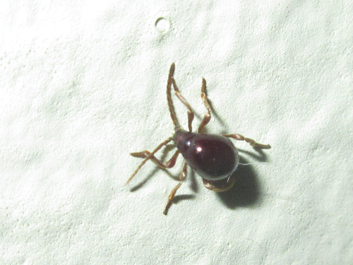 Gibbium psylloides, 2020-08-18