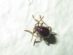 Gibbium psylloides