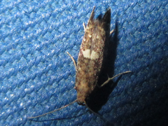 Acrolepiopsis sapporensis