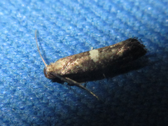 Acrolepiopsis sapporensis