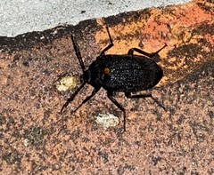 Penthe obliquata