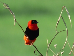 Euplectes franciscanus