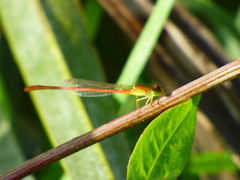 Odonata