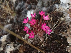 Pistorinia hispanica