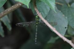 Polycanthagyna erythromelas