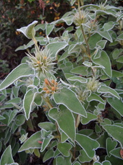 Phlomis leucophracta