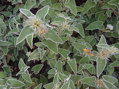 Phlomis leucophracta
