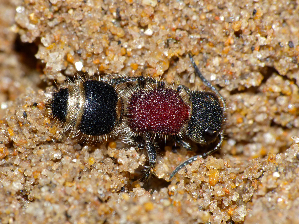 Cephalotilla