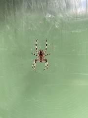 Araneus diadematus