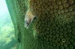 Whitespot Moray photo 2