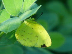 Eurema hecabe solifera