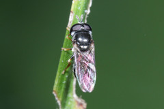 Diptera