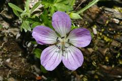Geranium hayatanum